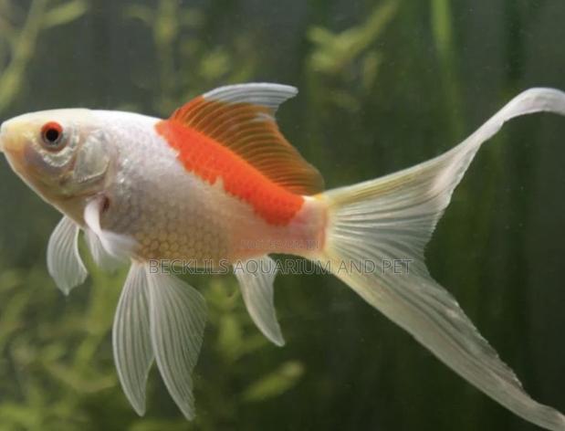 Comet Goldfish · Photo 2