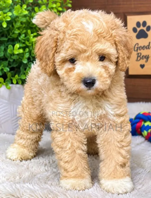 1-3 months Female Purebred Poodle · Photo 1