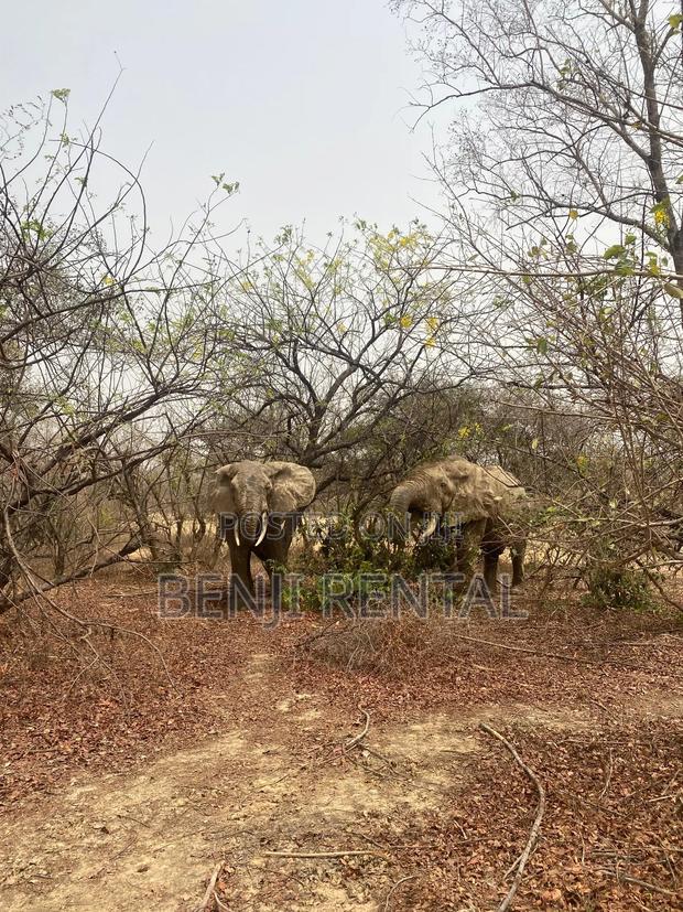 Tour To Mole National Park · Photo 1