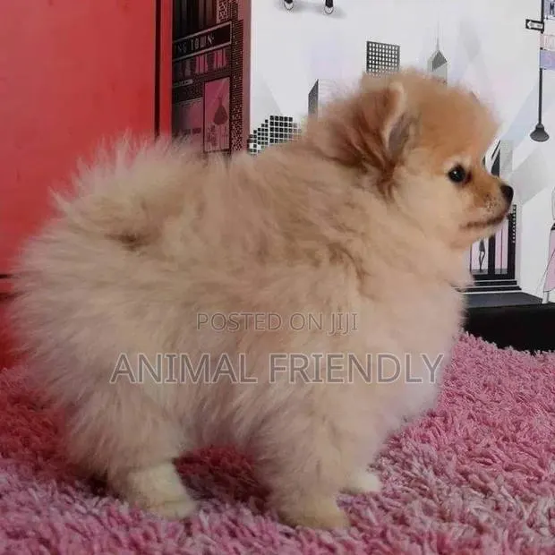 1-3 months Male Purebred Pomeranian · Photo 1