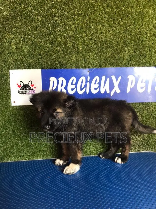 1-3 months Female Purebred Caucasian Shepherd · Photo 1