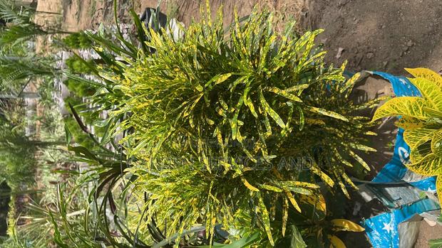 Croton for Sale · Photo 3