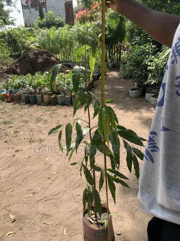 Indian Tree for Sale · Photo 4