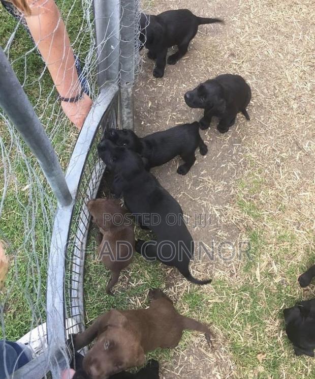 1-3 months Female Purebred Labrador Retriever · Photo 1