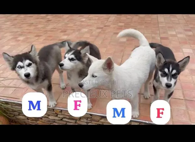 3-6 months Male Purebred Siberian Husky · Photo 1