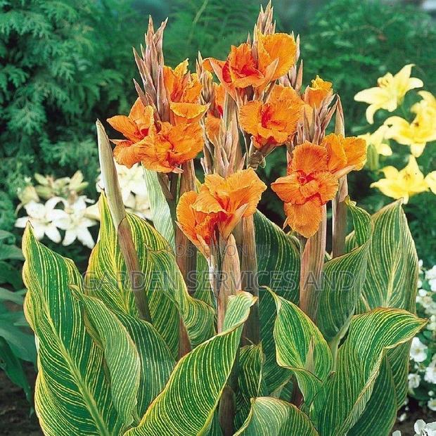 Canna Lilly for Sale · Photo 2