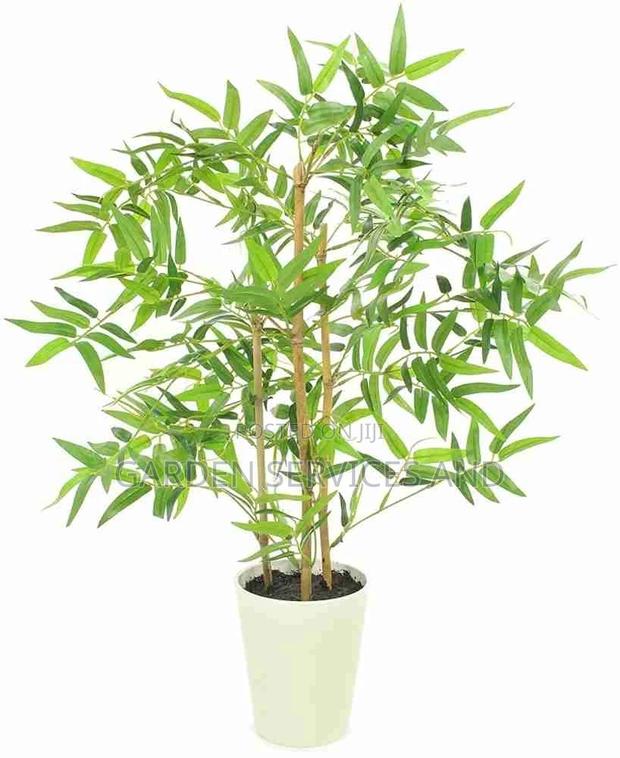 Shrub Bamboo for Sale Ghc70 With Pot · Photo 3