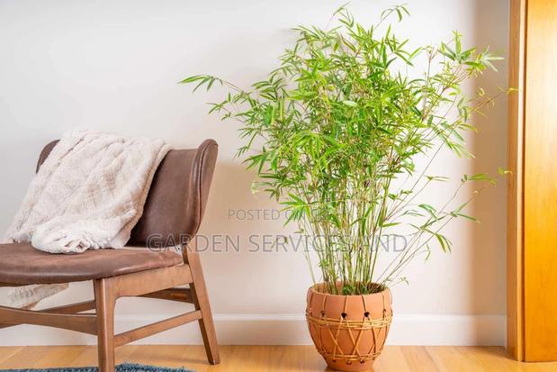 Shrub Bamboo for Sale Ghc70 With Pot · Photo 2