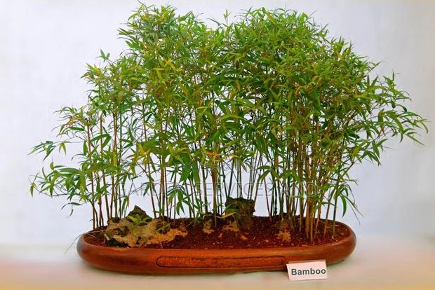 Shrub Bamboo for Sale Ghc70 With Pot · Photo 5