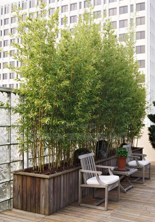 Shrub Bamboo for Sale Ghc70 With Pot · Photo 4