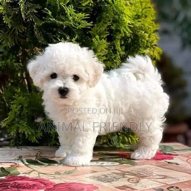 1-3 months Male Purebred Lhasa Apso · Photo 1