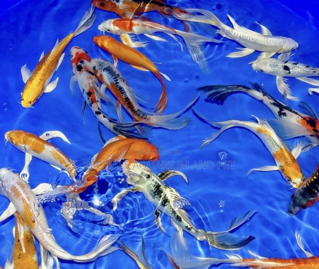 Multi Colored Koi’S · Photo 1