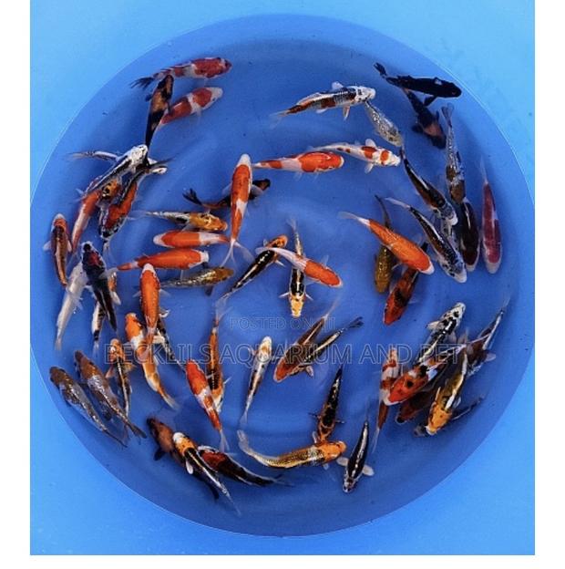 Multi Colored Koi’S · Photo 6