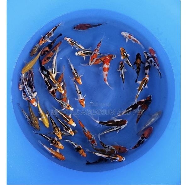 Multi Colored Koi’S · Photo 8