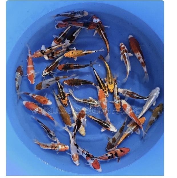 Multi Colored Koi’S · Photo 7