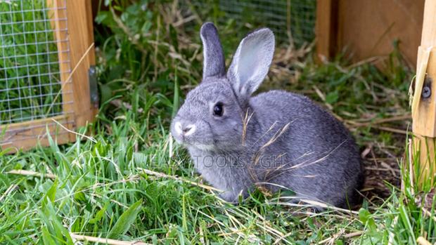 Rabbits -( Local Crossbred With Lion Heads )