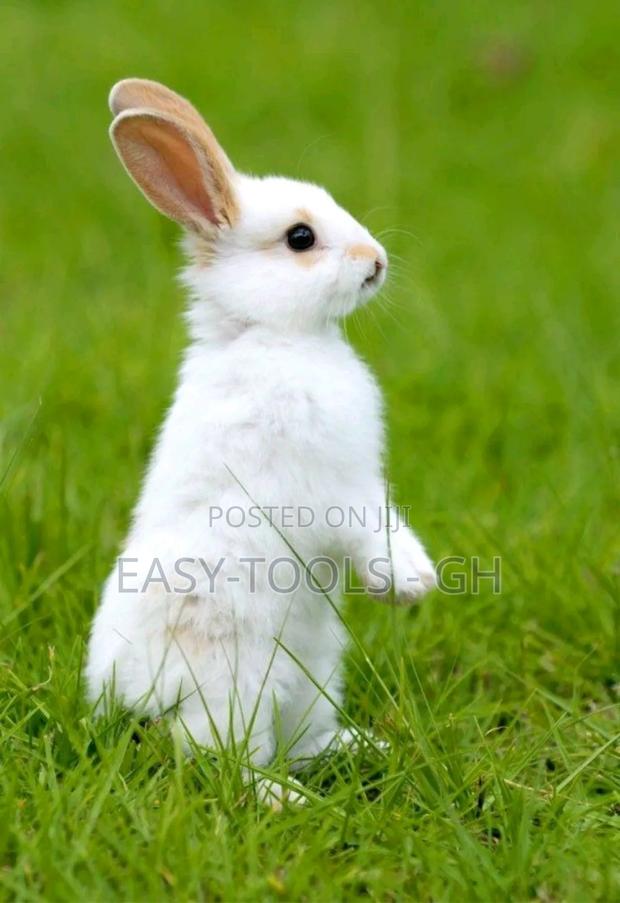 Rabbits -( Local Crossbred With Lion Heads ) · Photo 2