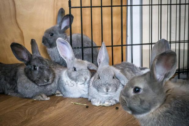 Rabbits -( Local Crossbred With Lion Heads ) · Photo 3