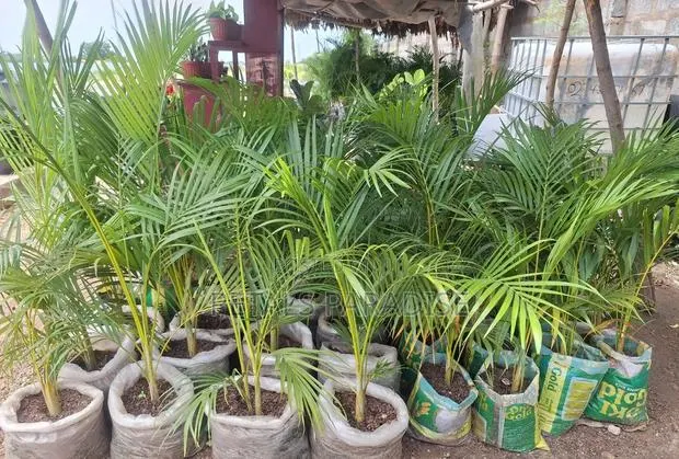 Cane Palm for Sale · Photo 1
