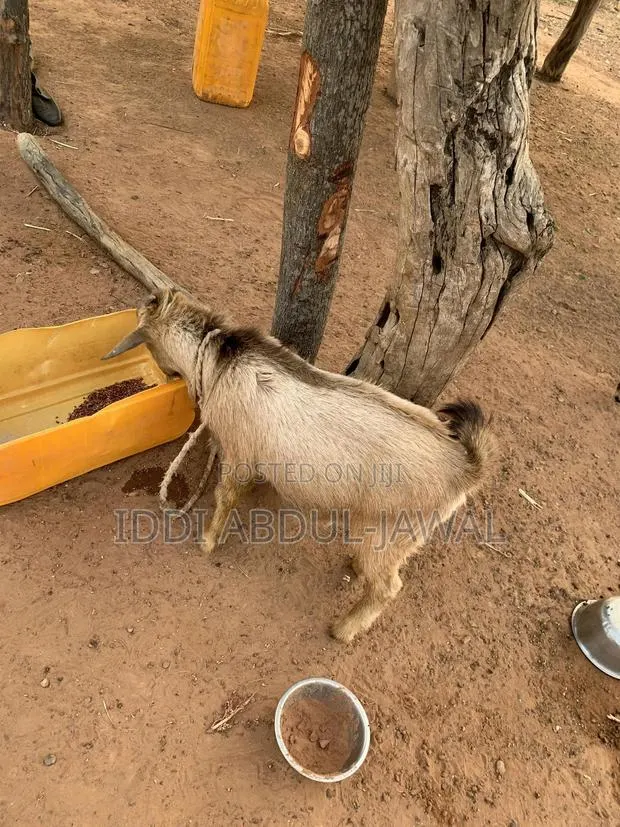 Buy Your Affordable Goat · Photo 1