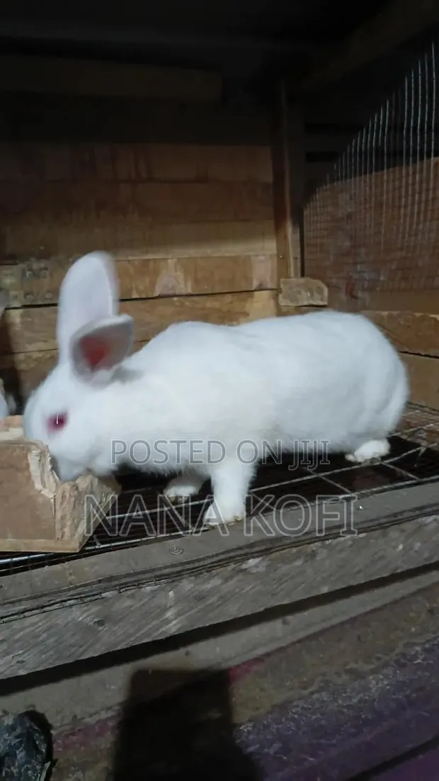 Rabbit Sell · Photo 1