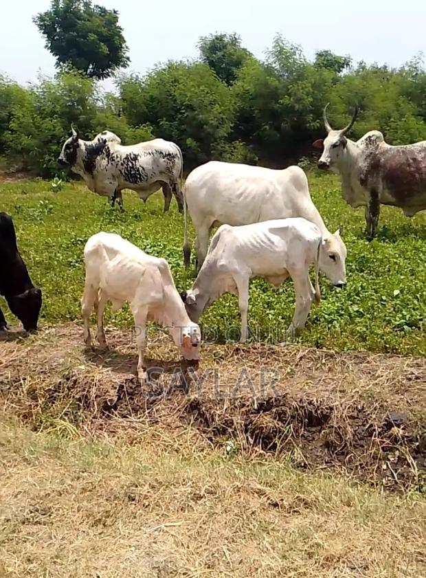 Best Price Cow's and Rams for Sale · Photo 1