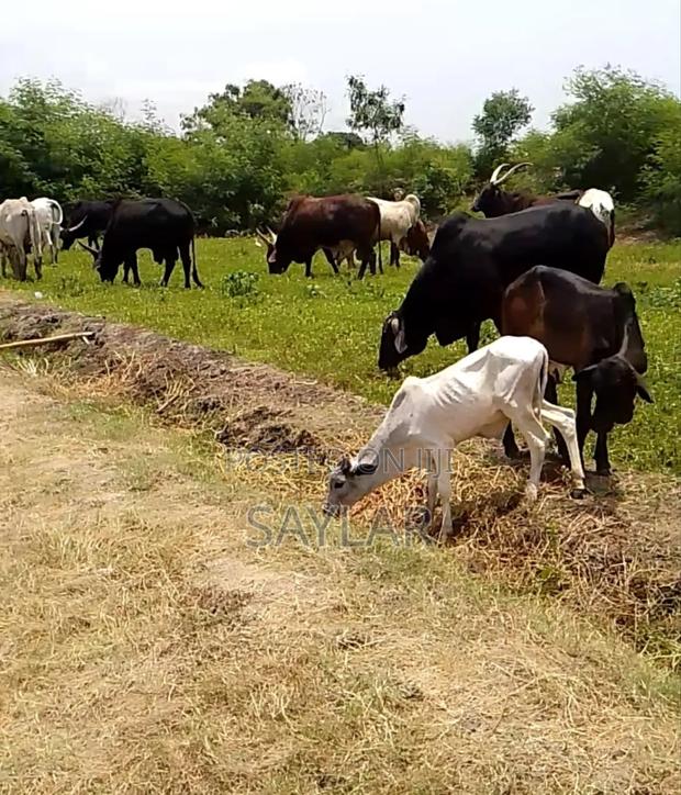 Best Price Cow's and Rams for Sale · Photo 2