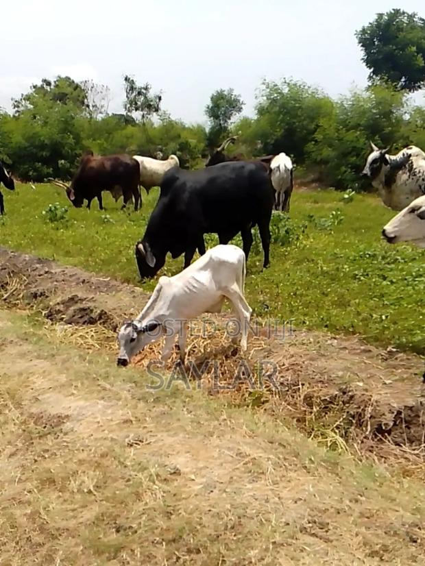 Best Price Cow's and Rams for Sale · Photo 3