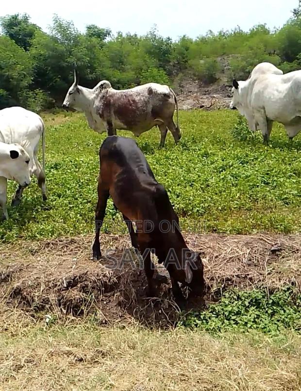 Healthy Cow's and Rams for Sale · Photo 1