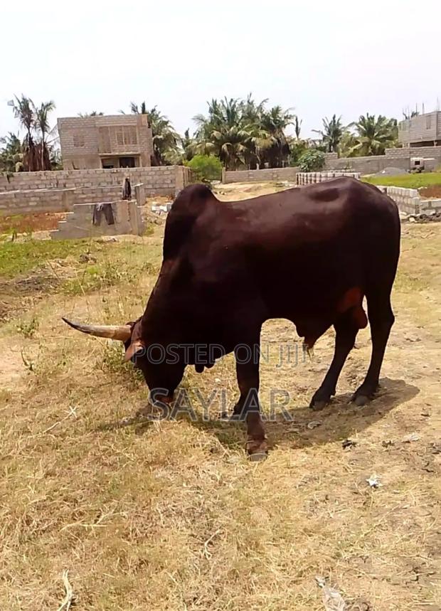 Healthy Cow's and Rams for Sale · Photo 2