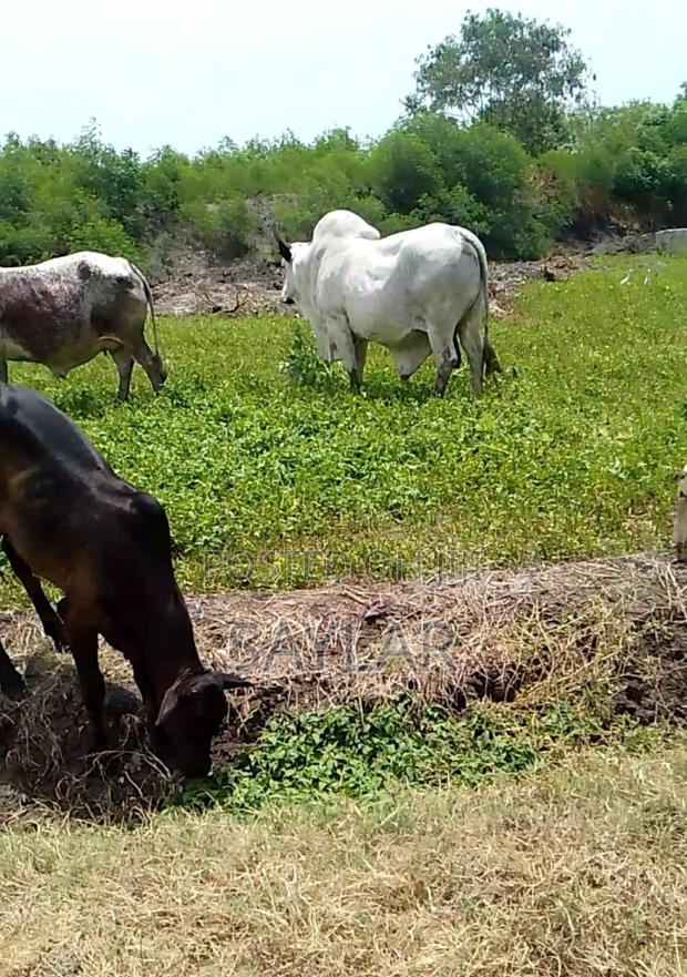 Healthy Cow's and Rams for Sale · Photo 3