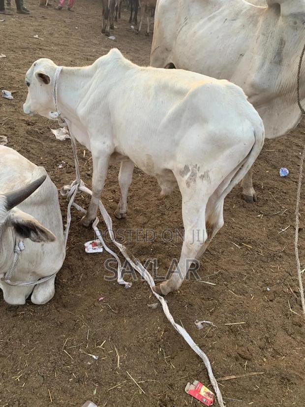 Young Cow's for Future Investment · Photo 1