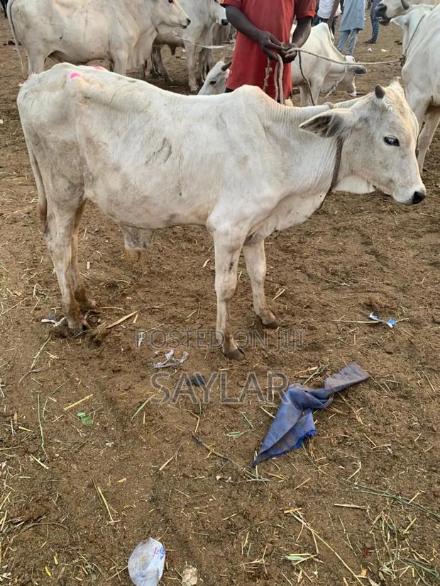 Young Cow's for Future Investment · Photo 2