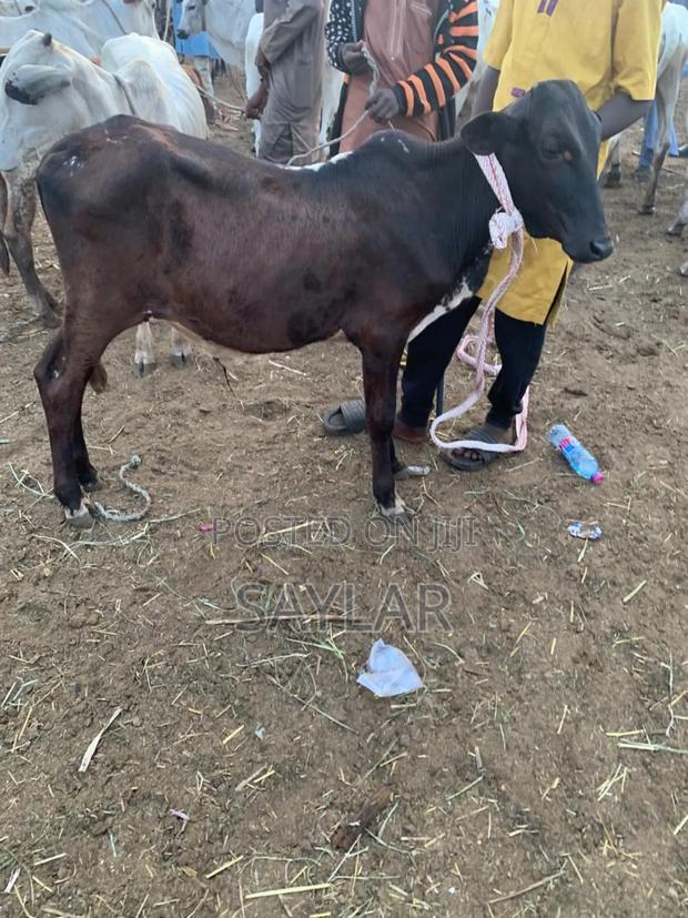 Young Cow's for Future Investment · Photo 3