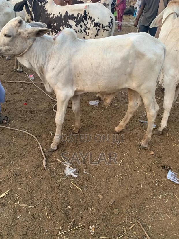 Young Cow's for Future Investment · Photo 4
