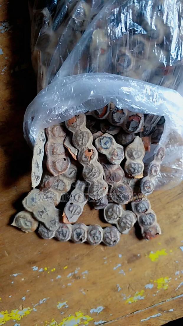 Bagawura / Acacia Seed · Photo 2