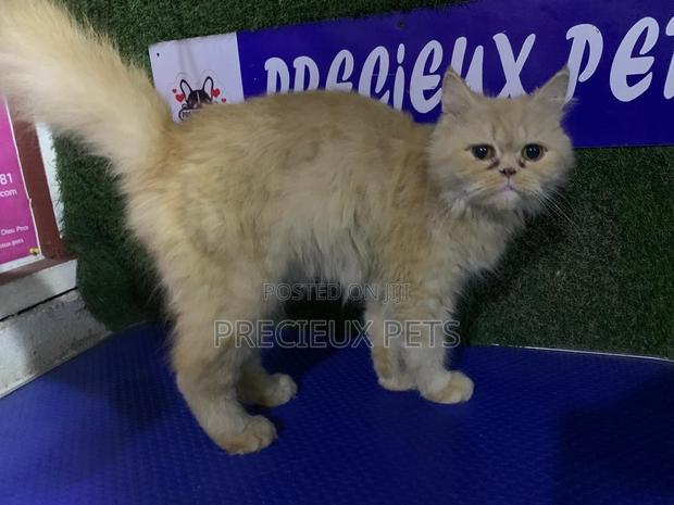 1+ year Female Purebred Persian · Photo 1