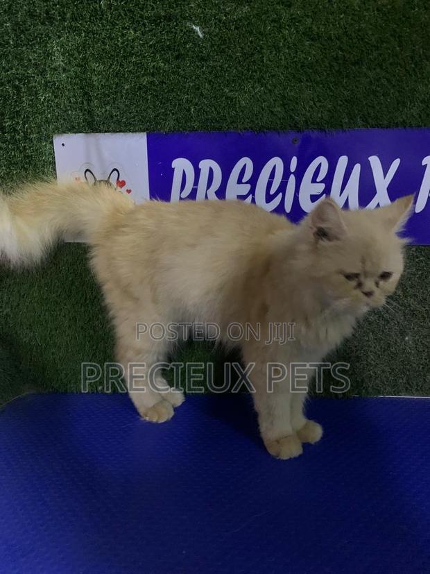 1+ year Female Purebred Persian · Photo 2