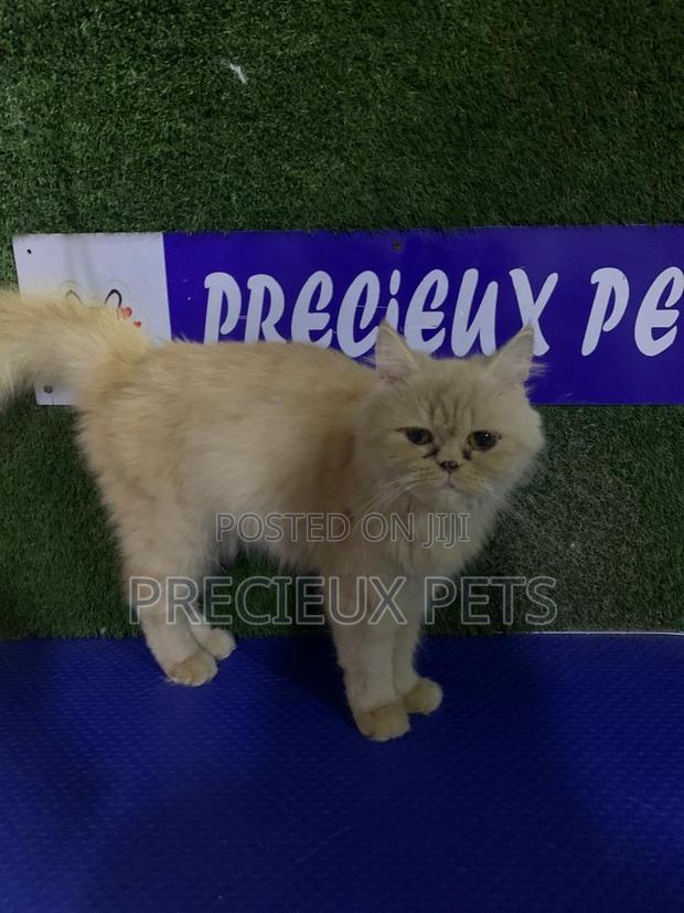 1+ year Female Purebred Persian · Photo 3