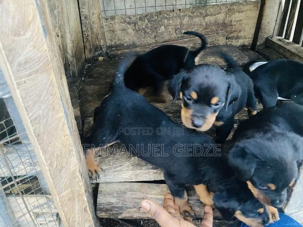 1-3 months Female Purebred Rottweiler · Photo 4