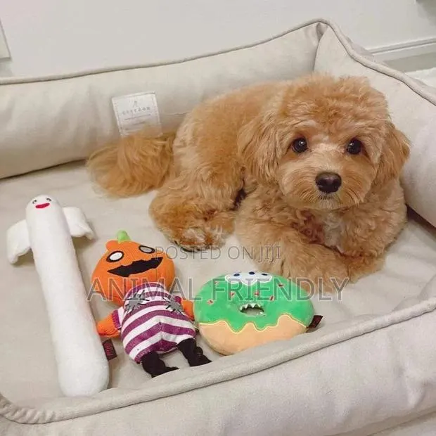 1-3 months Male Purebred Poodle · Photo 1