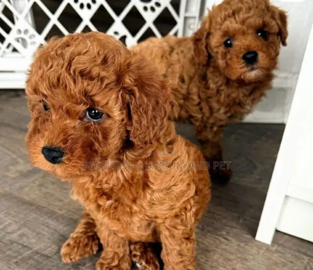 1-3 months Female Purebred Poodle · Photo 1