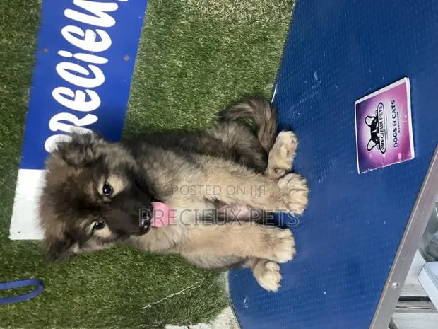 1-3 months Female Purebred Caucasian Shepherd · Photo 1