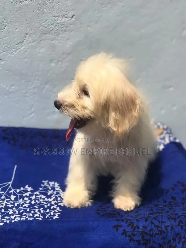 1-3 months Male Purebred Maltipoo · Photo 1