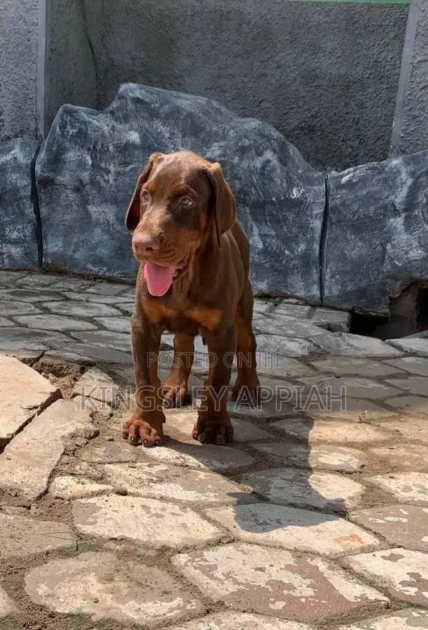 1-3 months Male Purebred Doberman Pinscher · Photo 1