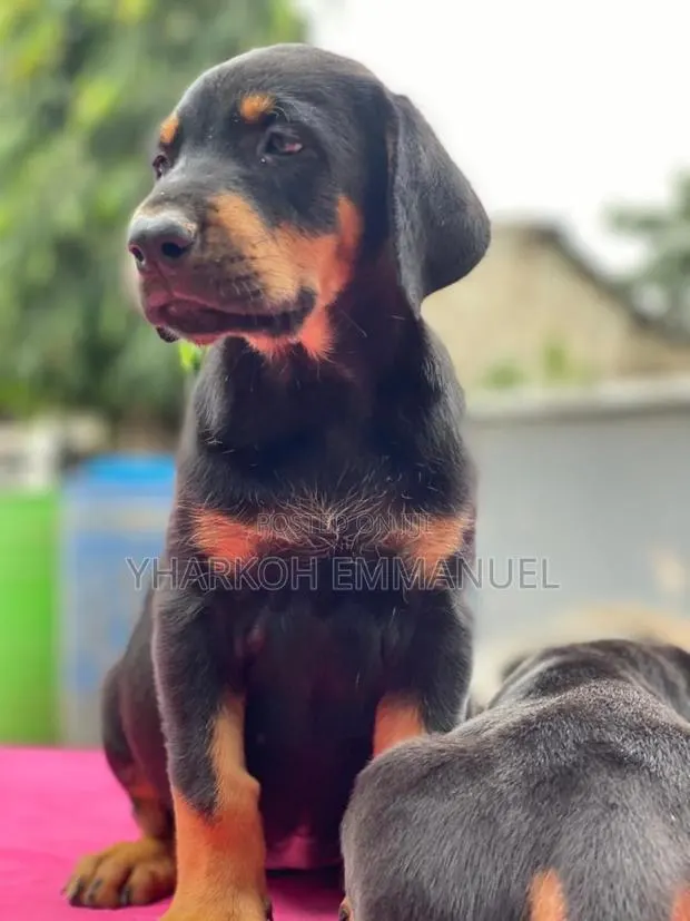1-3 months Male Purebred Doberman Pinscher · Photo 1