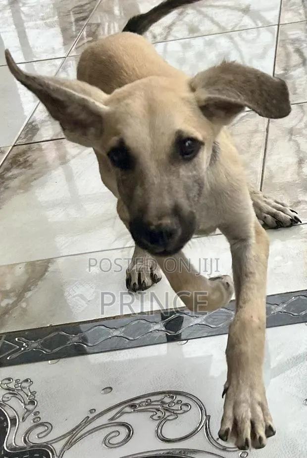 1-3 months Male Mixed Breed Boerboel · Photo 1