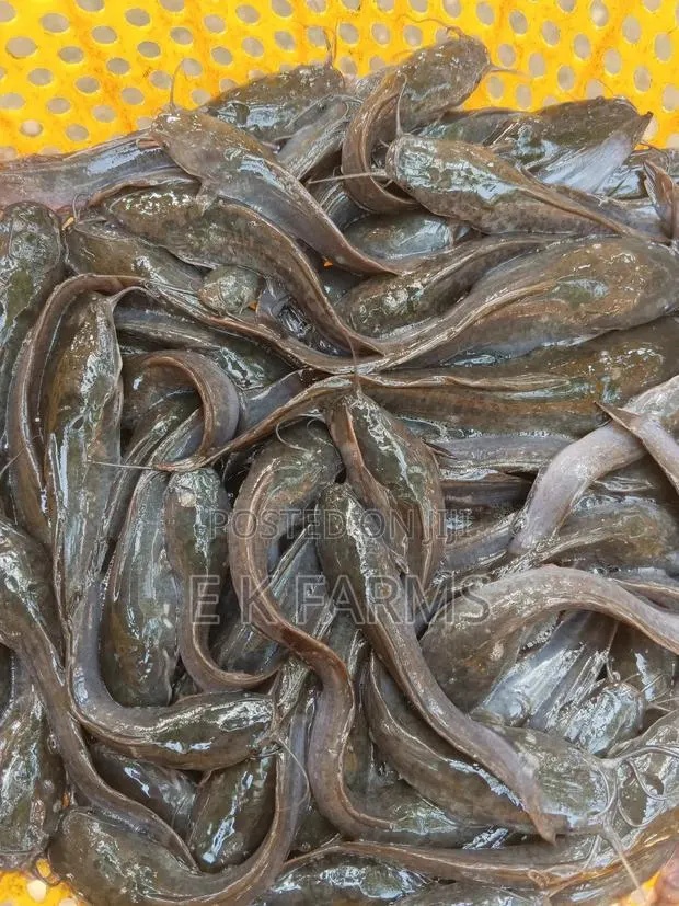 Fast Growing Catfish Jumbo Size · Photo 2