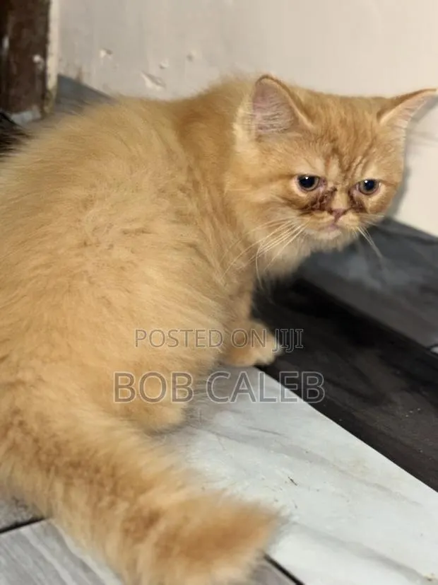 1-3 months Male Purebred Persian · Photo 1