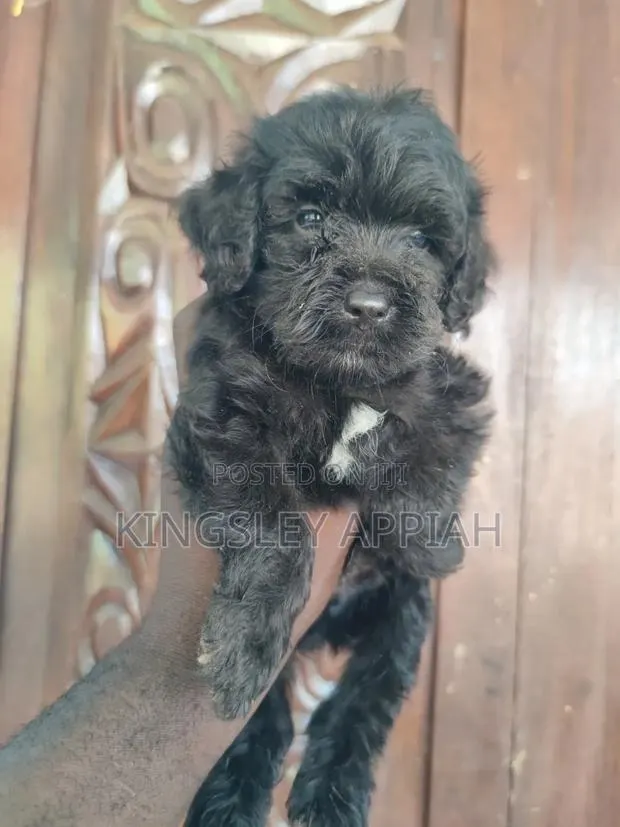 1-3 months Female Purebred Poodle · Photo 2